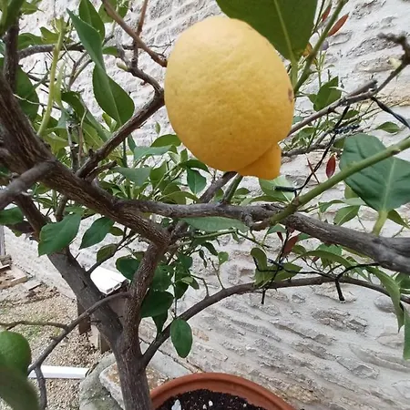 Honeysuckle At De La Vienne * Chaunay