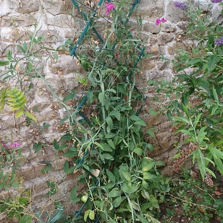 Honeysuckle At De La Vienne Chaunay
