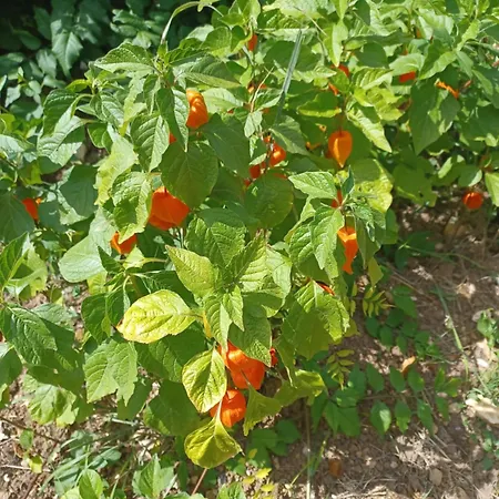 Ferienhaus Honeysuckle At De La Vienne *