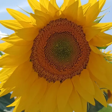 Honeysuckle At De La Vienne Chaunay
