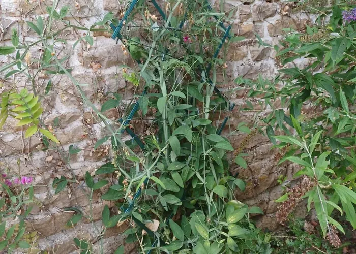 Honeysuckle At De La Vienne Chaunay