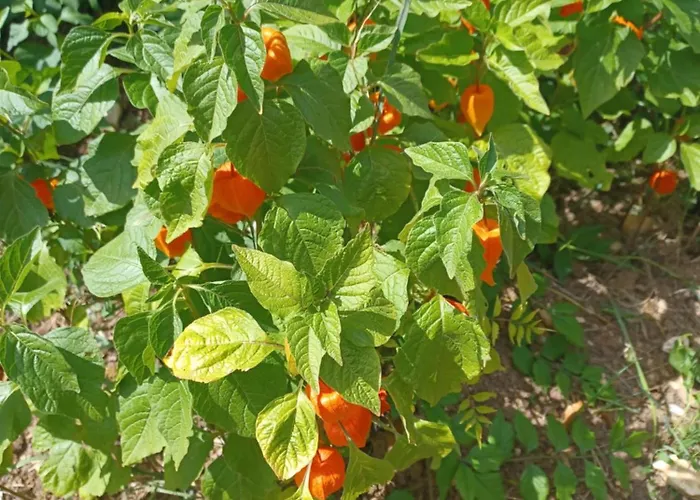 Prázdninový dům Honeysuckle At De La Vienne *